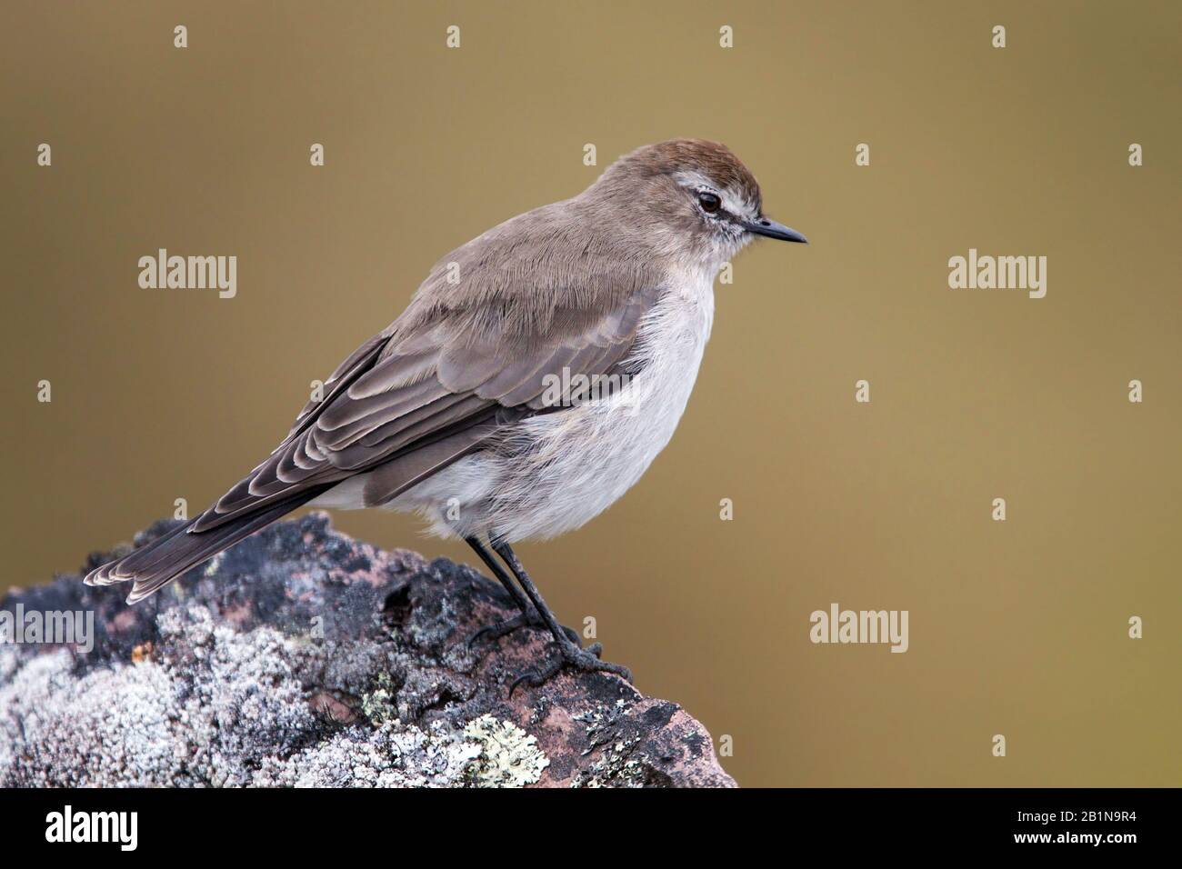 Plain-capped Ground-Tyrant (Muscisaxicola griseus), species of subtropical or tropical high-altitude grassland, South America Stock Photo