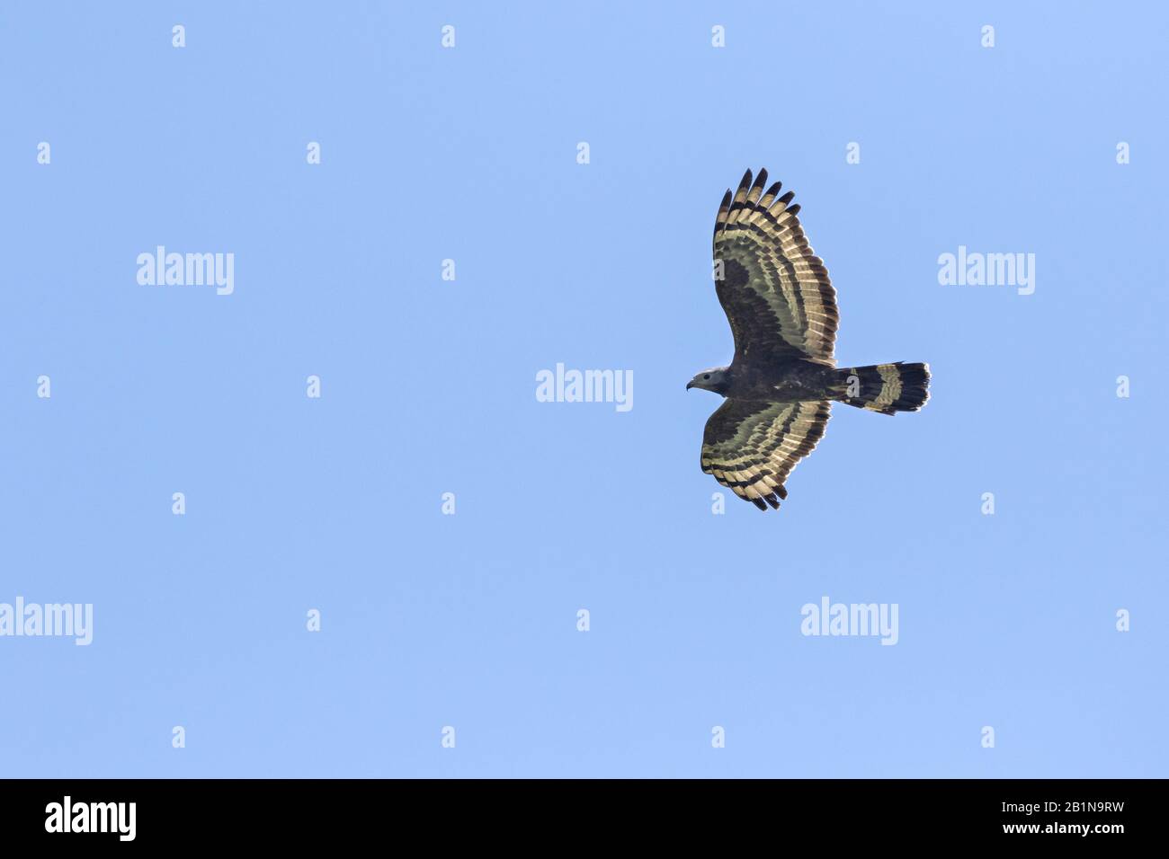 Oriental honey buzzard (Pernis ptilorhynchus), male in flight, Russia Stock Photo