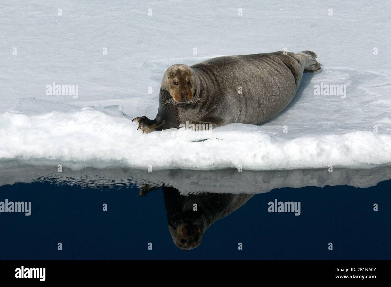 bearded seal (Erignathus barbatus), on pack ice, Norway, Svalbard Stock Photo