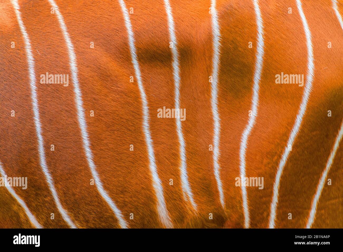bongo (Tragelaphus eurycerus), fur pattern Stock Photo