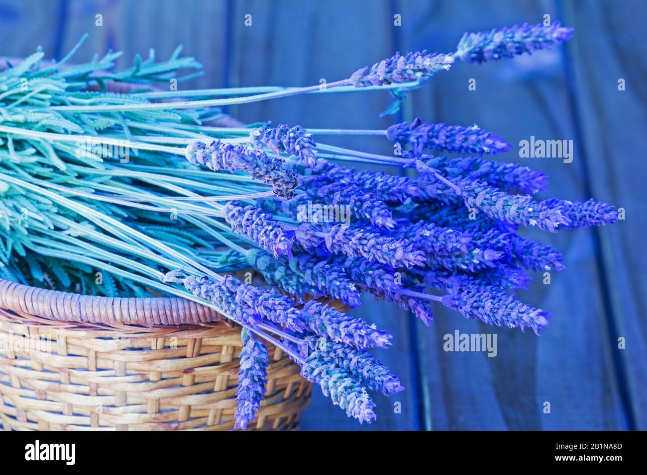 Bunch of lavender flowers on a basket Stock Photo Alamy