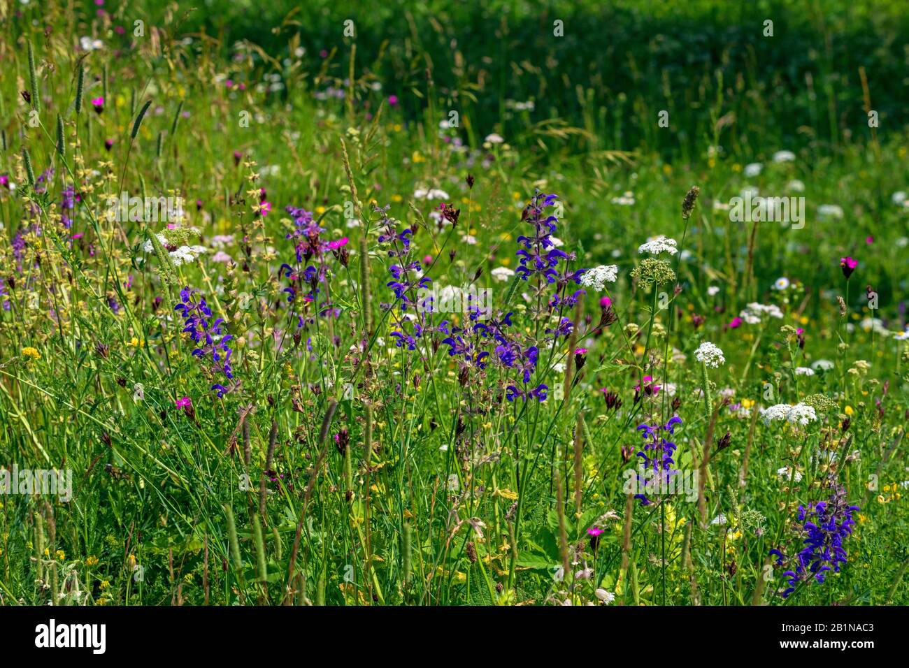 meadow clary, meadow sage (Salvia pratensis), colourful flowers of nutrient-poor grassland at Isar dike, Germany, Bavaria, Oberbayern, Upper Bavaria, Moosburg Stock Photo