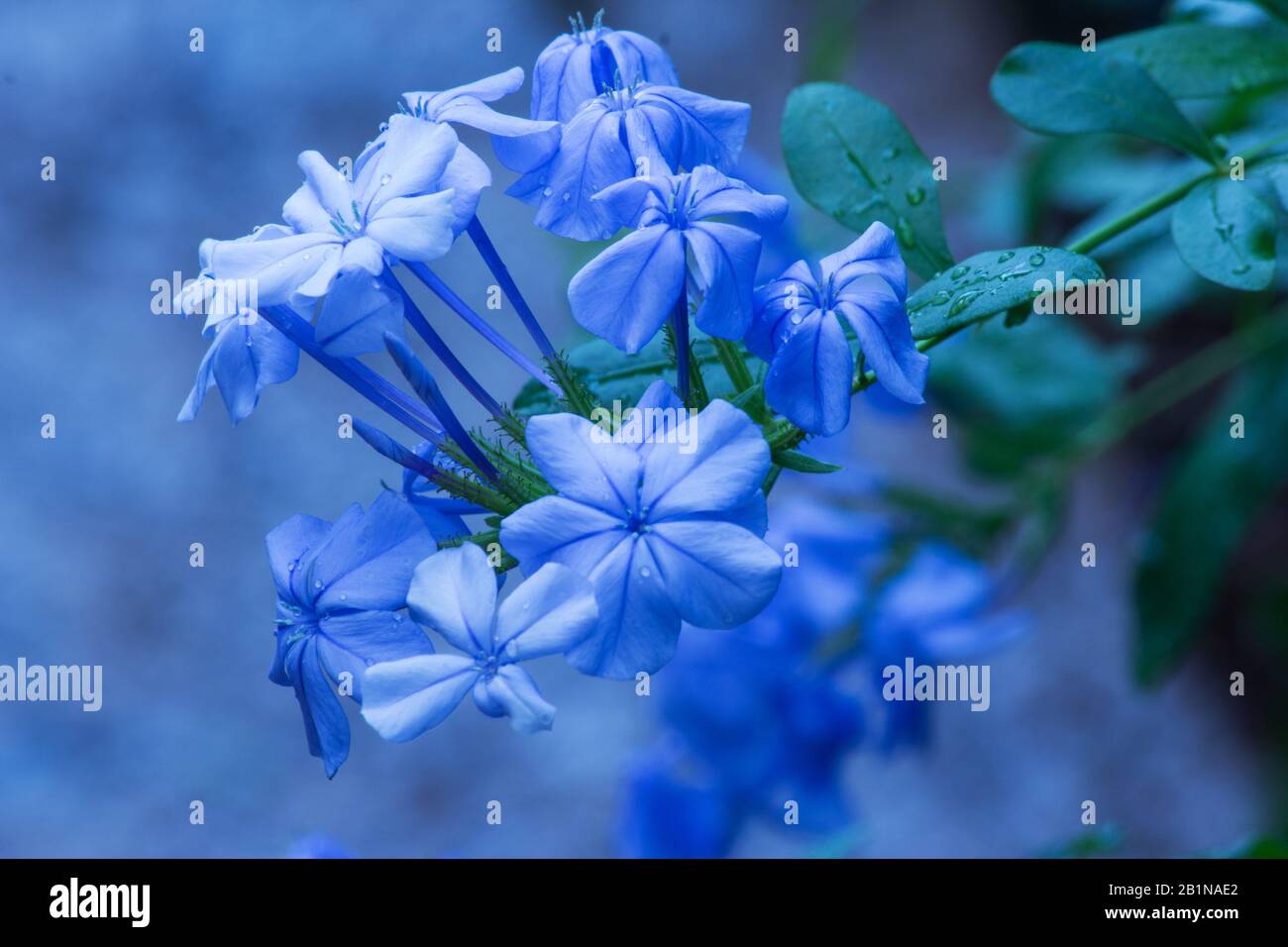 Plumbago plant and flower Stock Photo