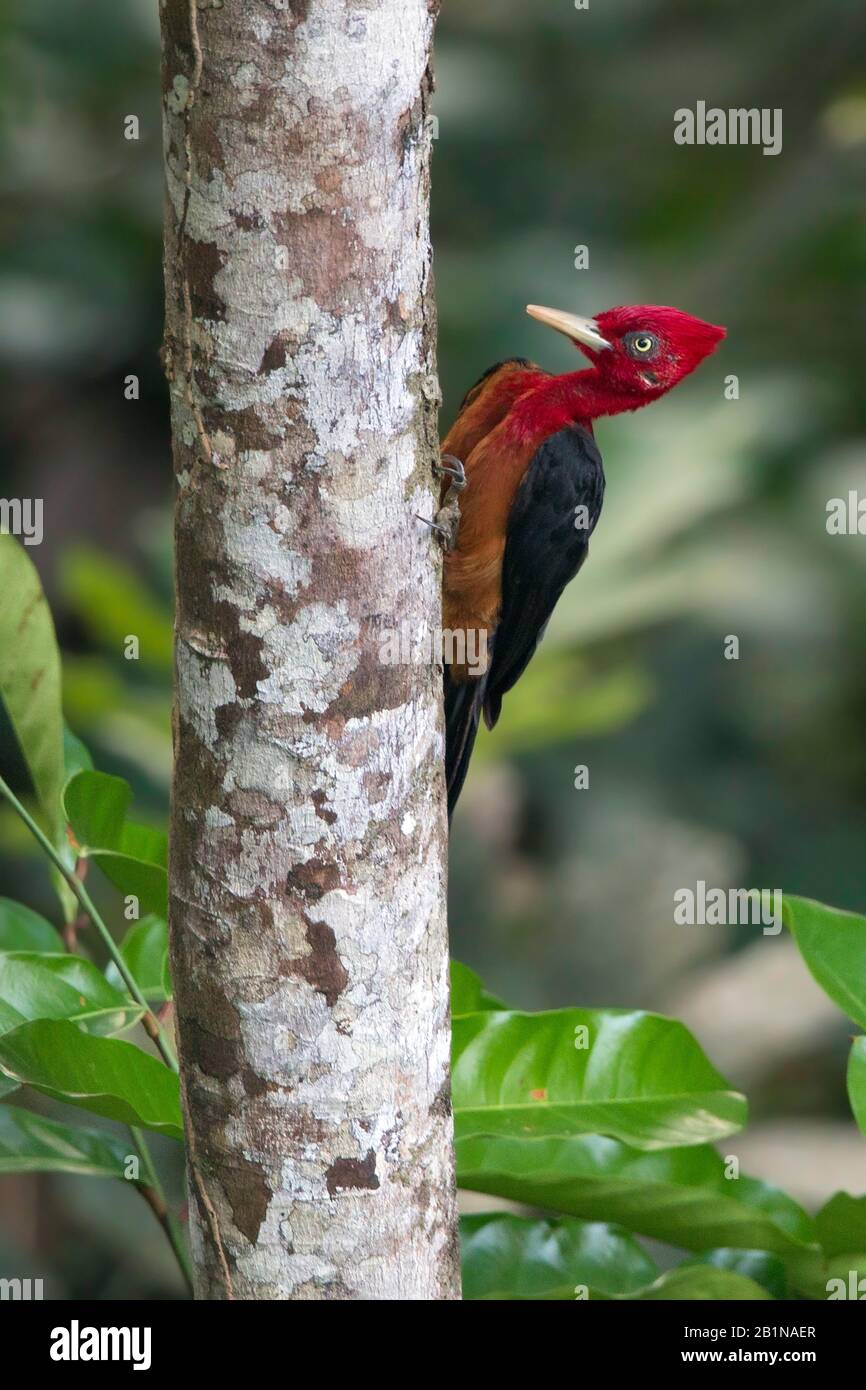 red-necked woodpecker (Campephilus rubricollis), perched against a tree, South America Stock Photo