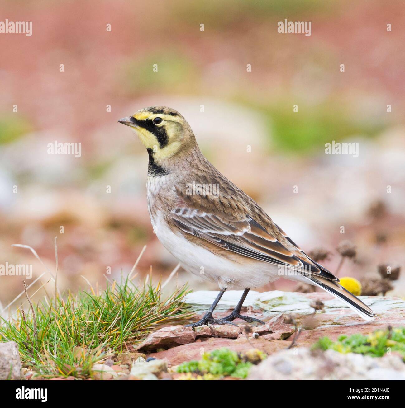 Shore horned lark, Horned lark (Eremophila alpestris flava, Eremophila flava), perching on stony soil, side view, Germany Stock Photo