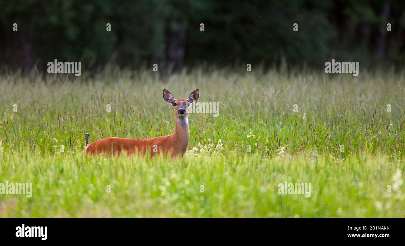 White-tailed deer (Odocoileus virginianus), watchful hind feeding on high grass, North America Stock Photo