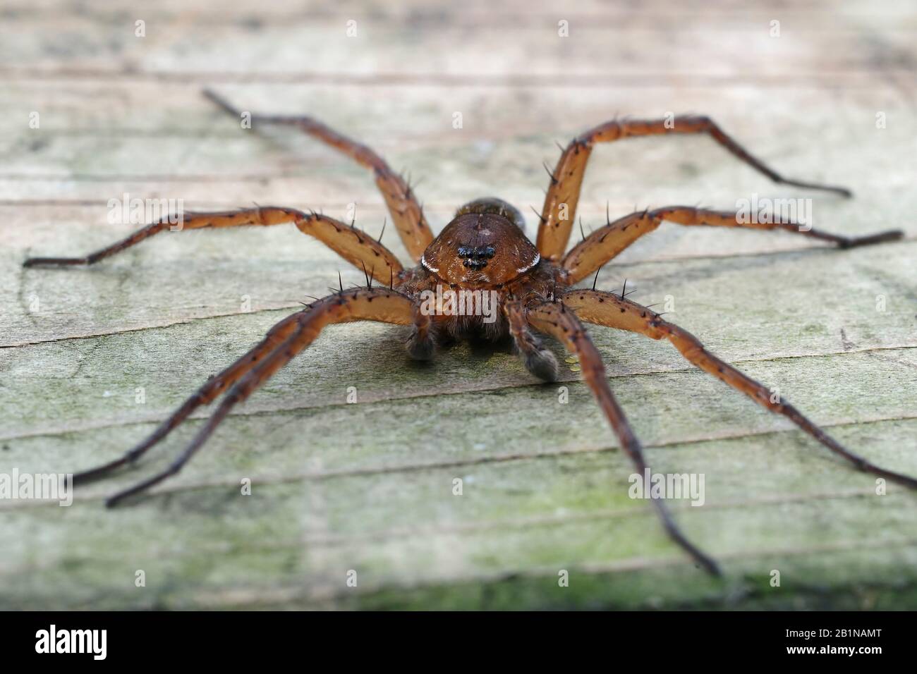 fen raft spider, great raft spider (Dolomedes plantarius), on board, Netherlands, Overijssel Stock Photo