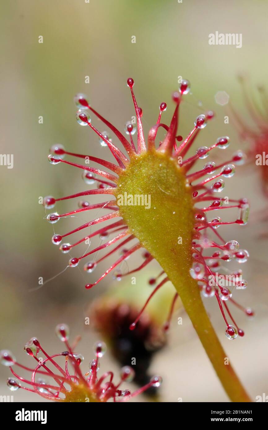 long-leaved sundew, oblong-leaved sundew, spoon-leaved sundew (Drosera intermedia), leaf, Netherlands, Limburg Stock Photo