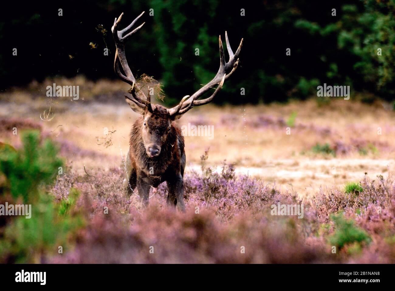 red deer (Cervus elaphus), in heath, Netherlands, Gelderland, Hoge Veluwe National Park Stock Photo
