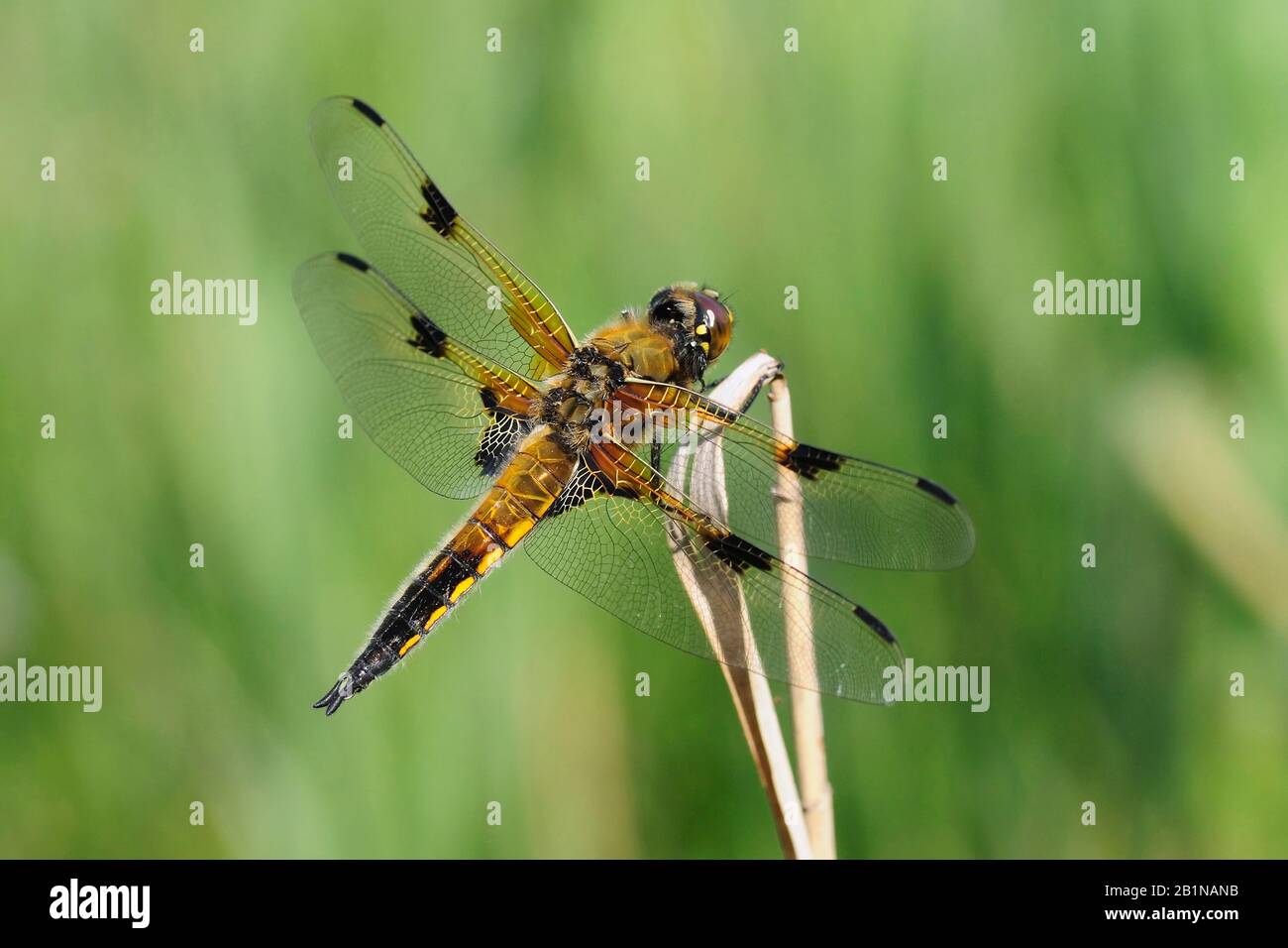 four-spotted libellula, four-spotted chaser, four spot (Libellula quadrimaculata), top view, Netherlands, Overijssel, Weerribben-Wieden National Park, Weerribben-Wieden National Park Stock Photo