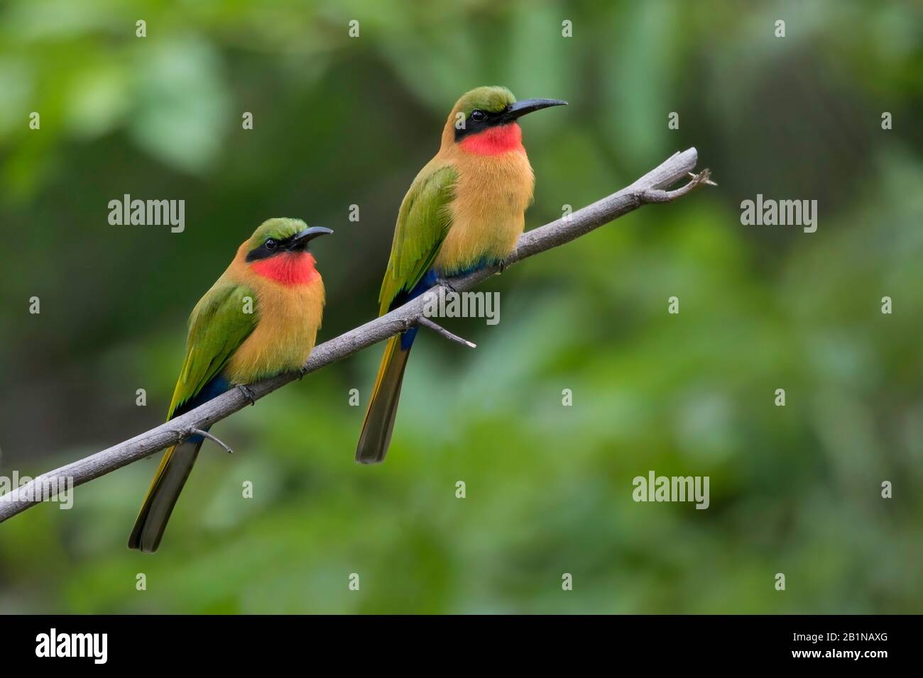 red-throated bee eater (Merops bulocki), perched, Africa Stock Photo