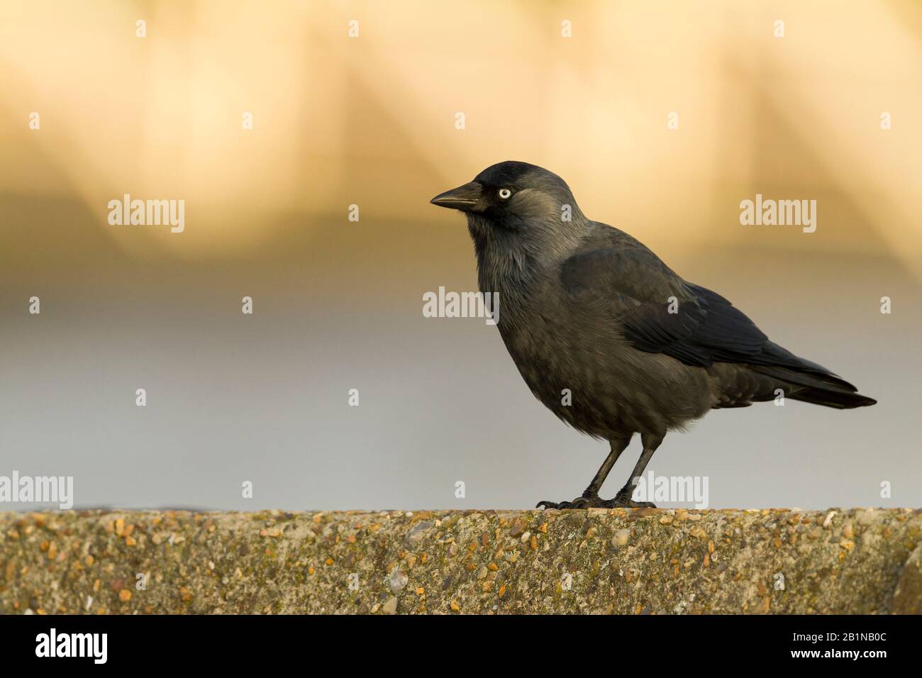 jackdaw (Corvus monedula), sitting on a wall, Germany Stock Photo