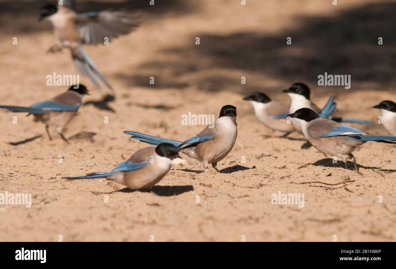 Iberian azure-winged magpie (Cyanopica cooki), group on the ground, Spain Stock Photo