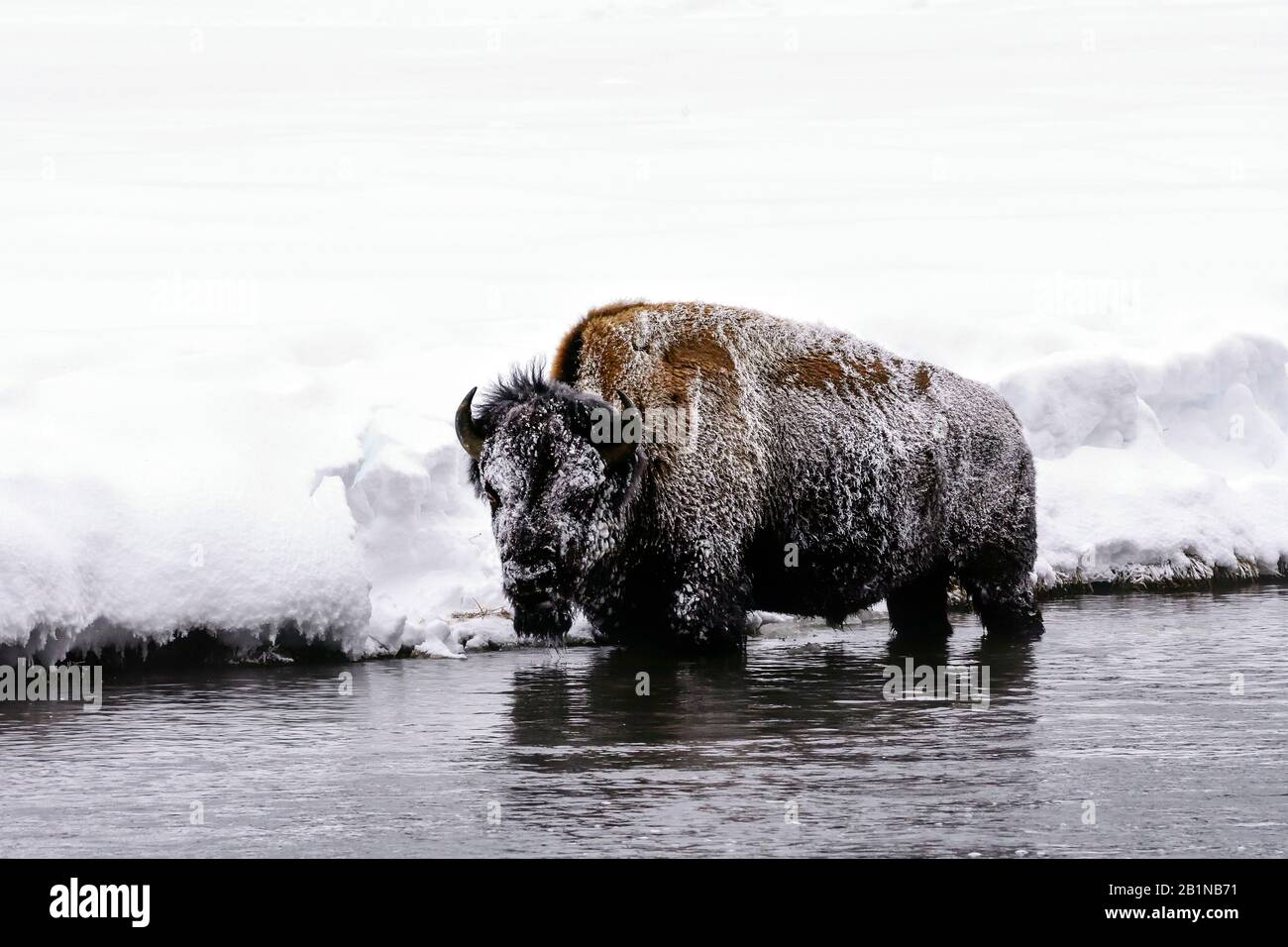 American bison, buffalo (Bison bison), standing in shallow water in freezing cold, side view, USA, Wyoming, Yellowstone National Park Stock Photo