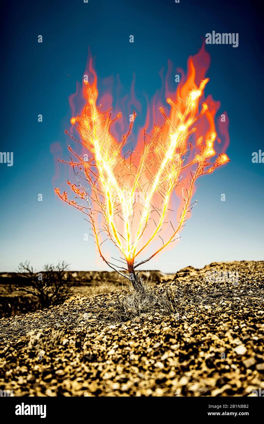 burning bush, composing, Australia Stock Photo
