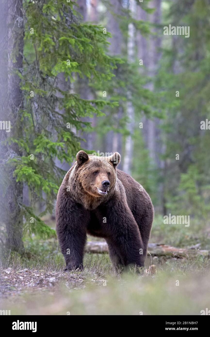 European brown bear (Ursus arctos arctos), in forest, Finland Stock ...