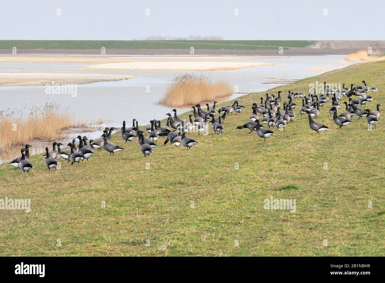 brent goose (Branta bernicla), nature reserve Utopia on Texel, Netherlands, Texel Stock Photo
