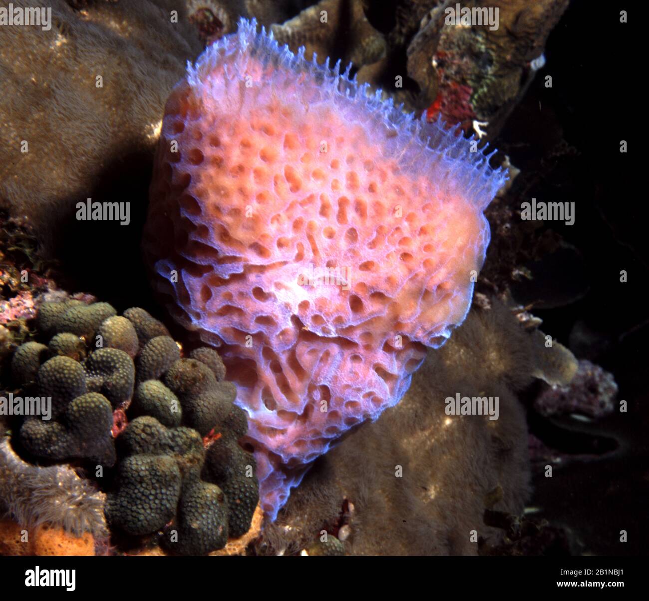 Spons, Azue Vase Sponge, Callyspongia plicifera (Callyspongia plicifera), at a coral reef, Netherlands Antilles, Curacao, Playa Largo Stock Photo