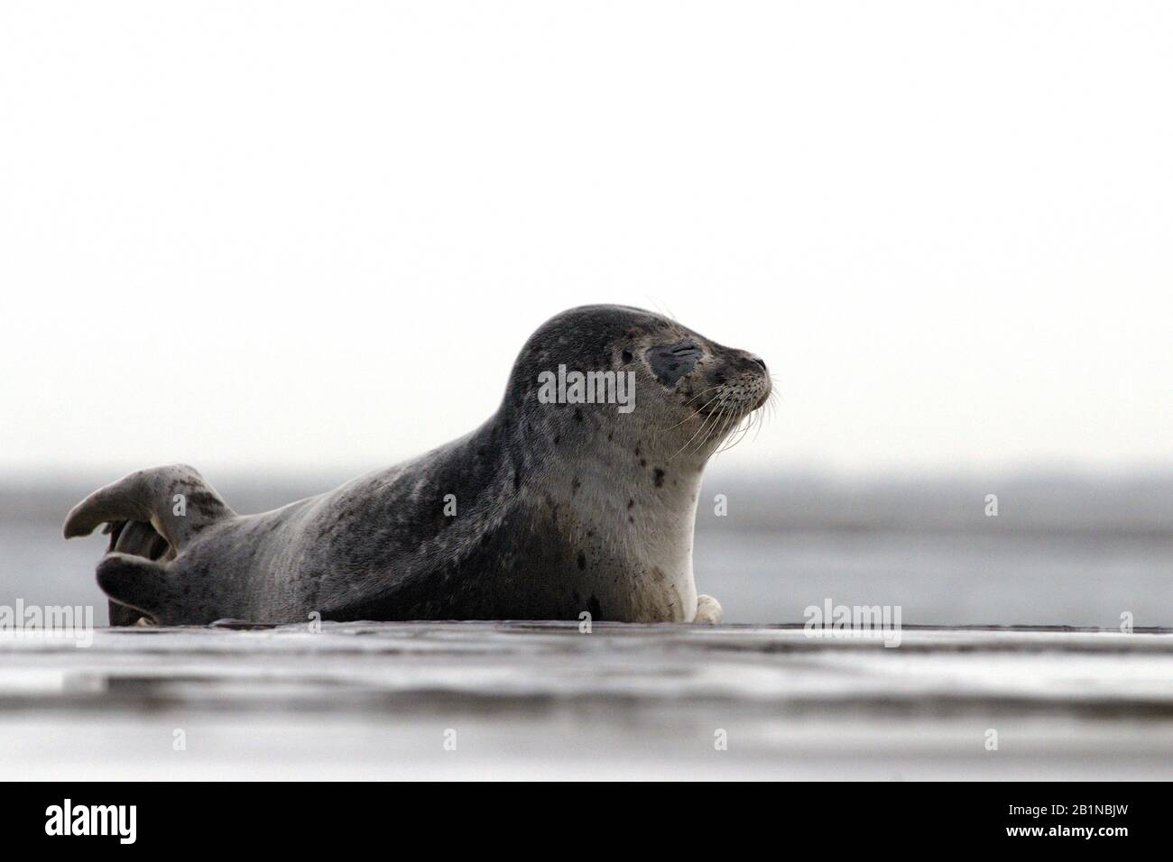 harbor seal, common seal (Phoca vitulina), dozing, Netherlands, Den Helder Stock Photo
