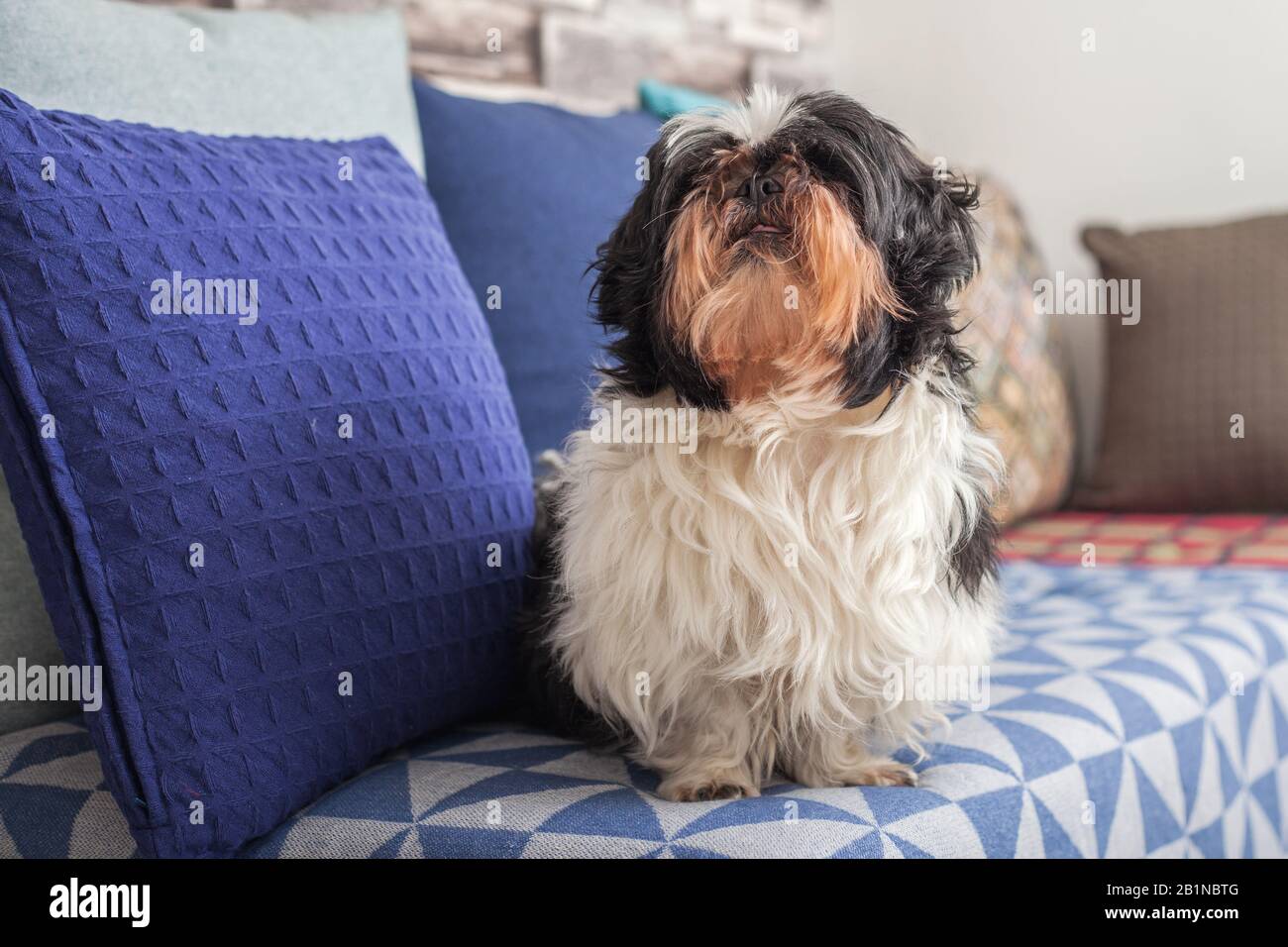 Funny dog is sitting at home on the couch. Shih Tzu breed. pet. Homeliness. Stock Photo