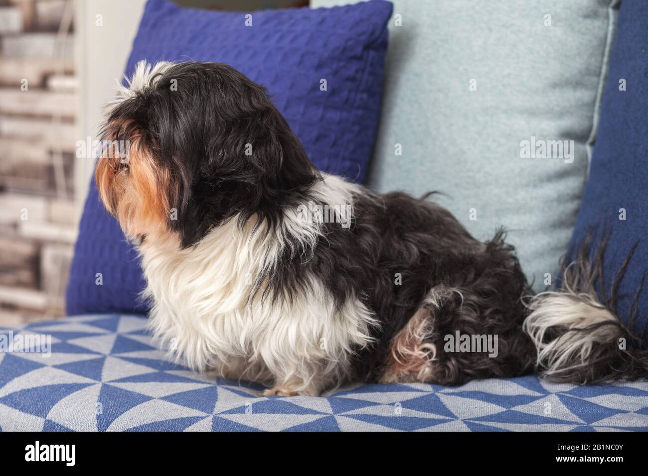 Funny dog is sitting at home on the couch. Shih Tzu breed. pet. Homeliness. Stock Photo