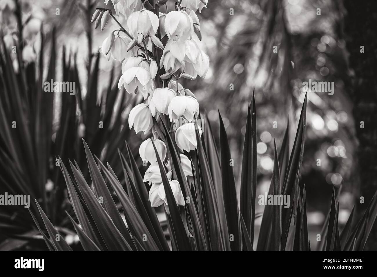 Bell-shaped white flowers and straight leaves of Yucca Stock Photo