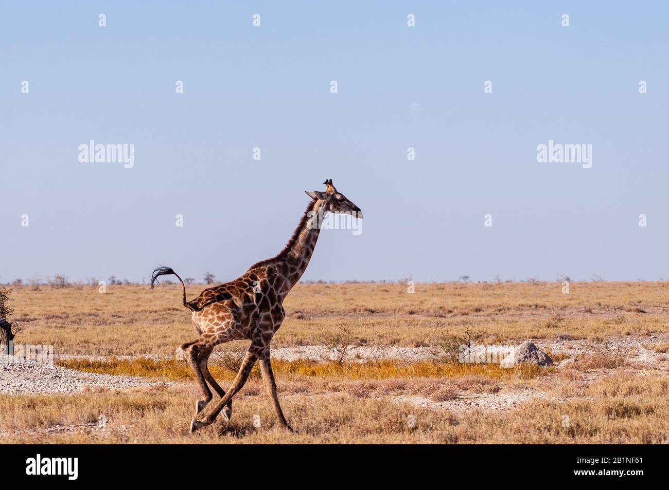 A galloping Giraffe - Giraffa Camelopardalis- on the plains of Etosha National Park, Namibia. Stock Photo