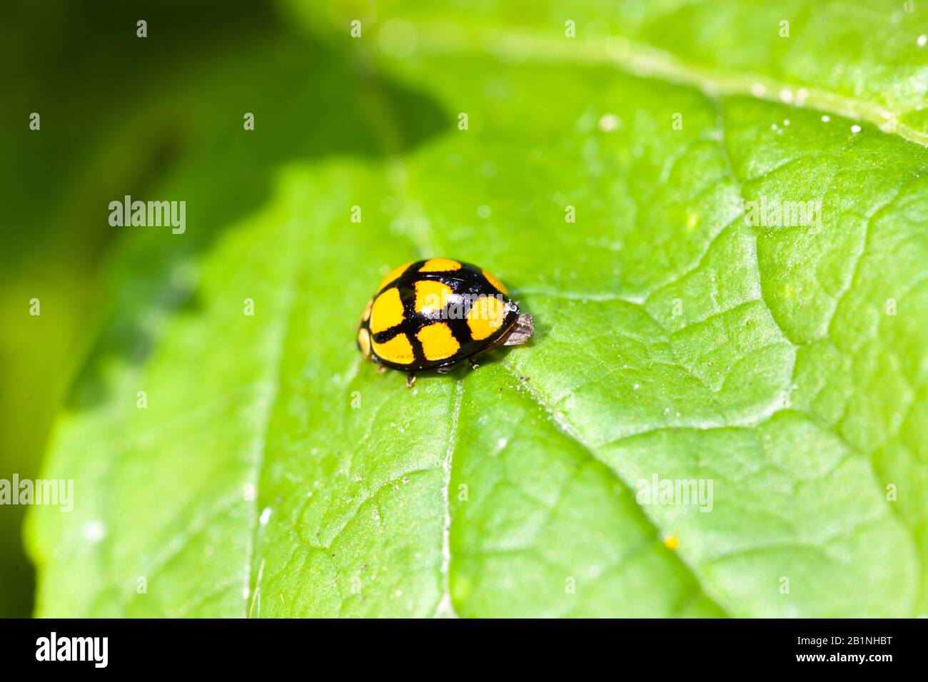 Lady bird beetle hires stock photography and images Alamy