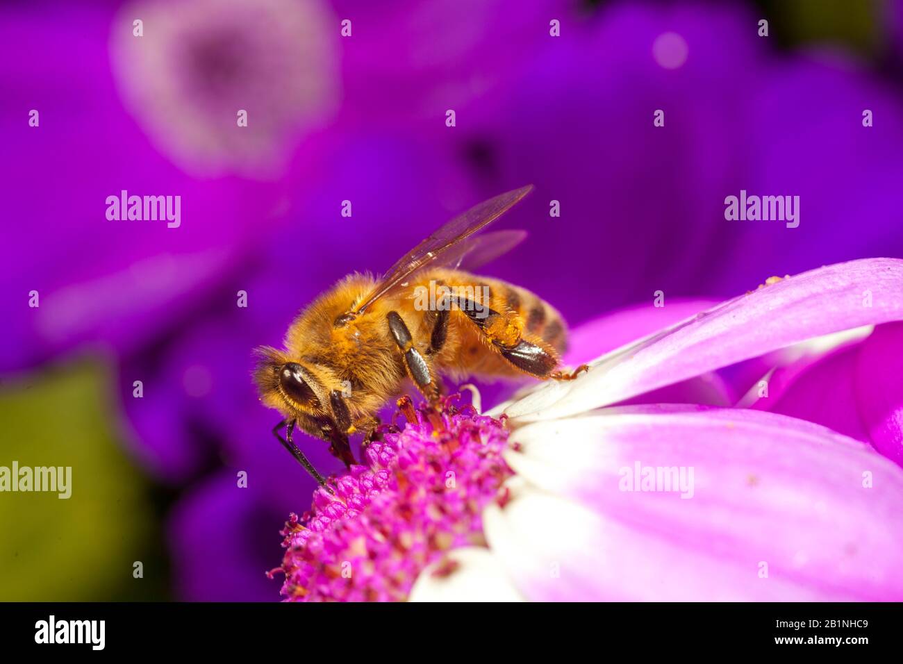 industrious insect the honey bee Stock Photo