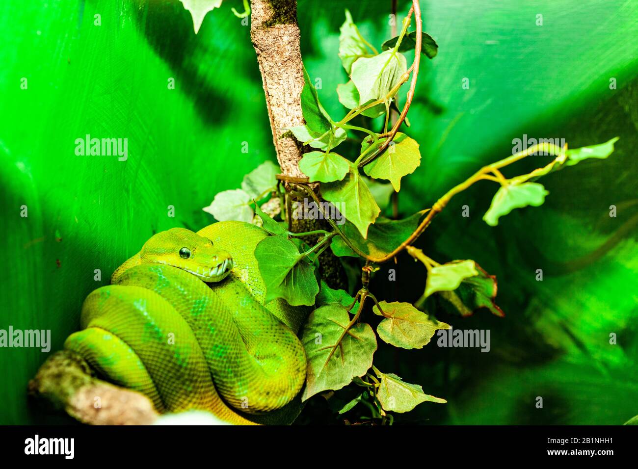 The green tree python, is a species of python native to New Guinea, islands in Indonesia, and Cape York Peninsula in Australia. Described by Hermann S Stock Photo