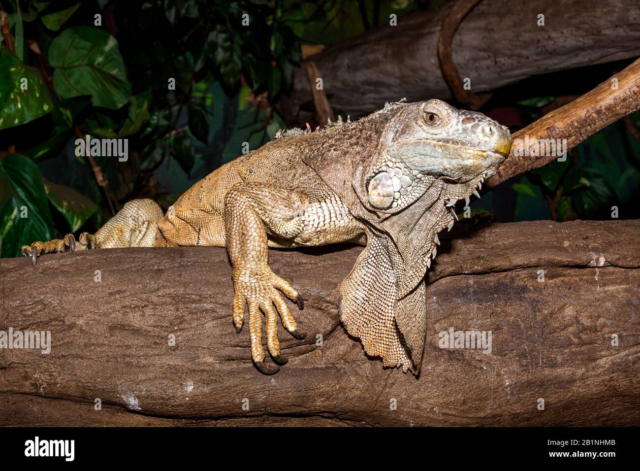 the iguana lizard from south america can swim Stock Photo Alamy