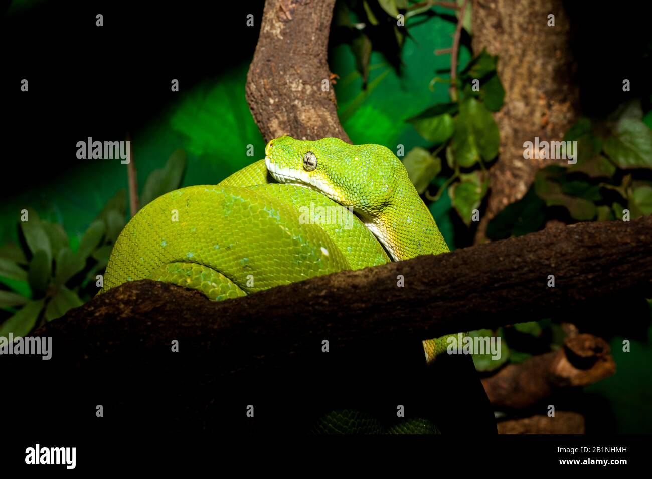 The green tree python, is a species of python native to New Guinea, islands in Indonesia, and Cape York Peninsula in Australia. Described by Hermann S Stock Photo