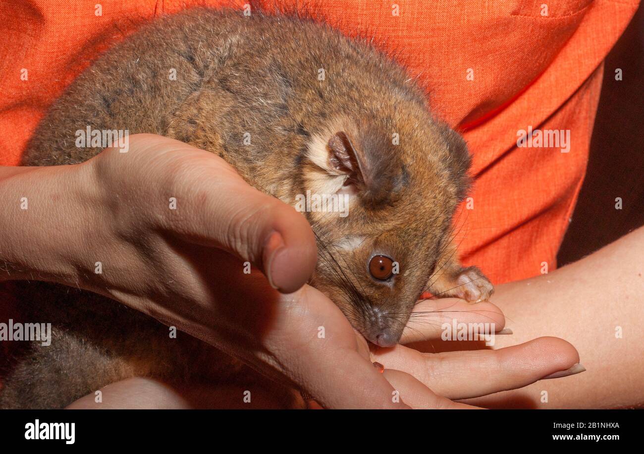 Commonly found in forests, woodlands and leafy gardens across eastern NSW, the Australian ringtail possum is a tree-dwelling marsupial. With a powerfu Stock Photo