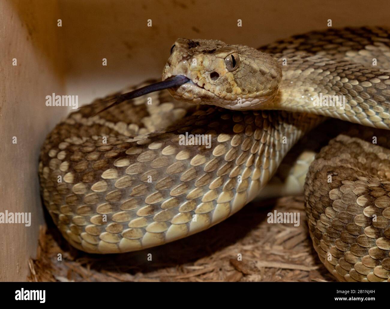 american rattle snake with tongue out Stock Photo