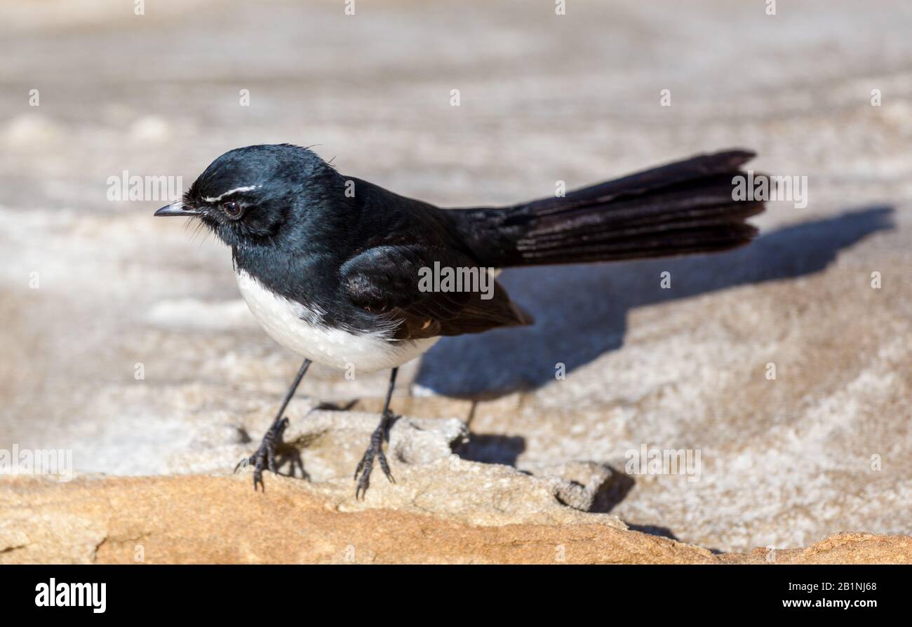 The willie (or willy) wagtail (Rhipidura leucophrys) is a passerine bird native to Australia, New Guinea, the Solomon Islands, the Bismarck Archipelag Stock Photo
