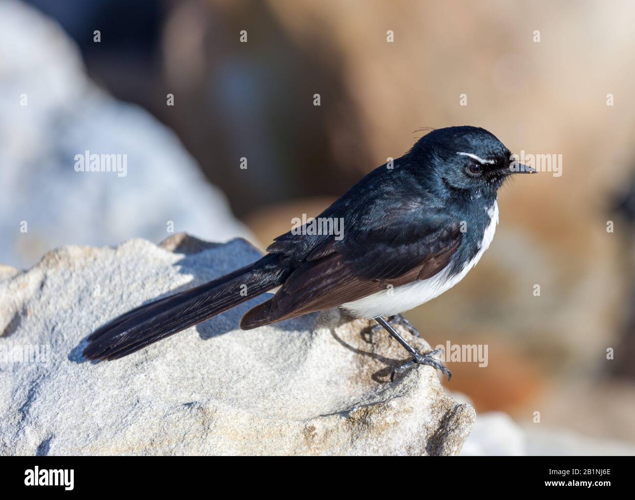 The willie (or willy) wagtail (Rhipidura leucophrys) is a passerine bird native to Australia, New Guinea, the Solomon Islands, the Bismarck Archipelag Stock Photo