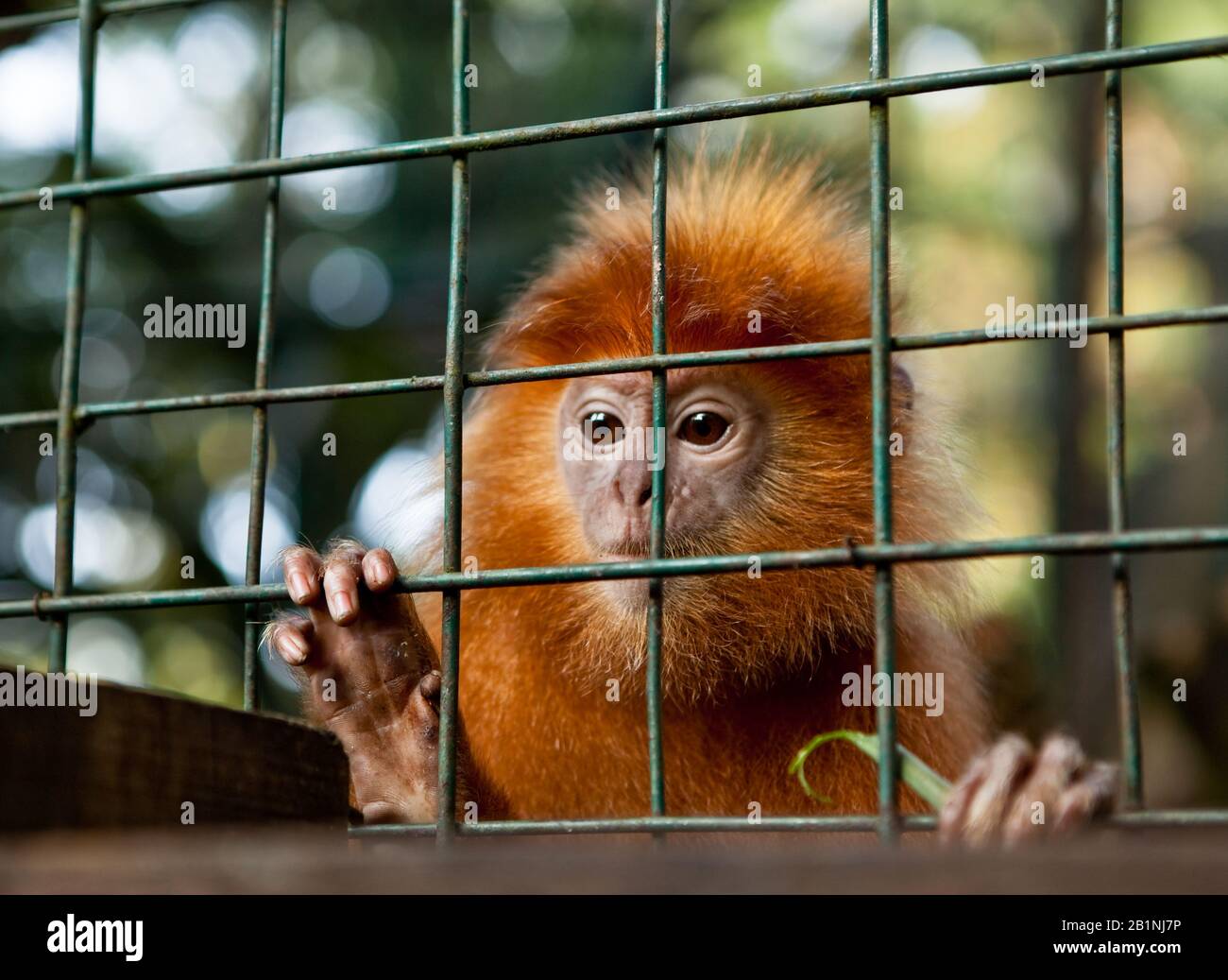 INDONESIA, BALI - JANUARY 20, 2011: Monkey in Bali zoo. Indonesia Stock  Photo - Alamy