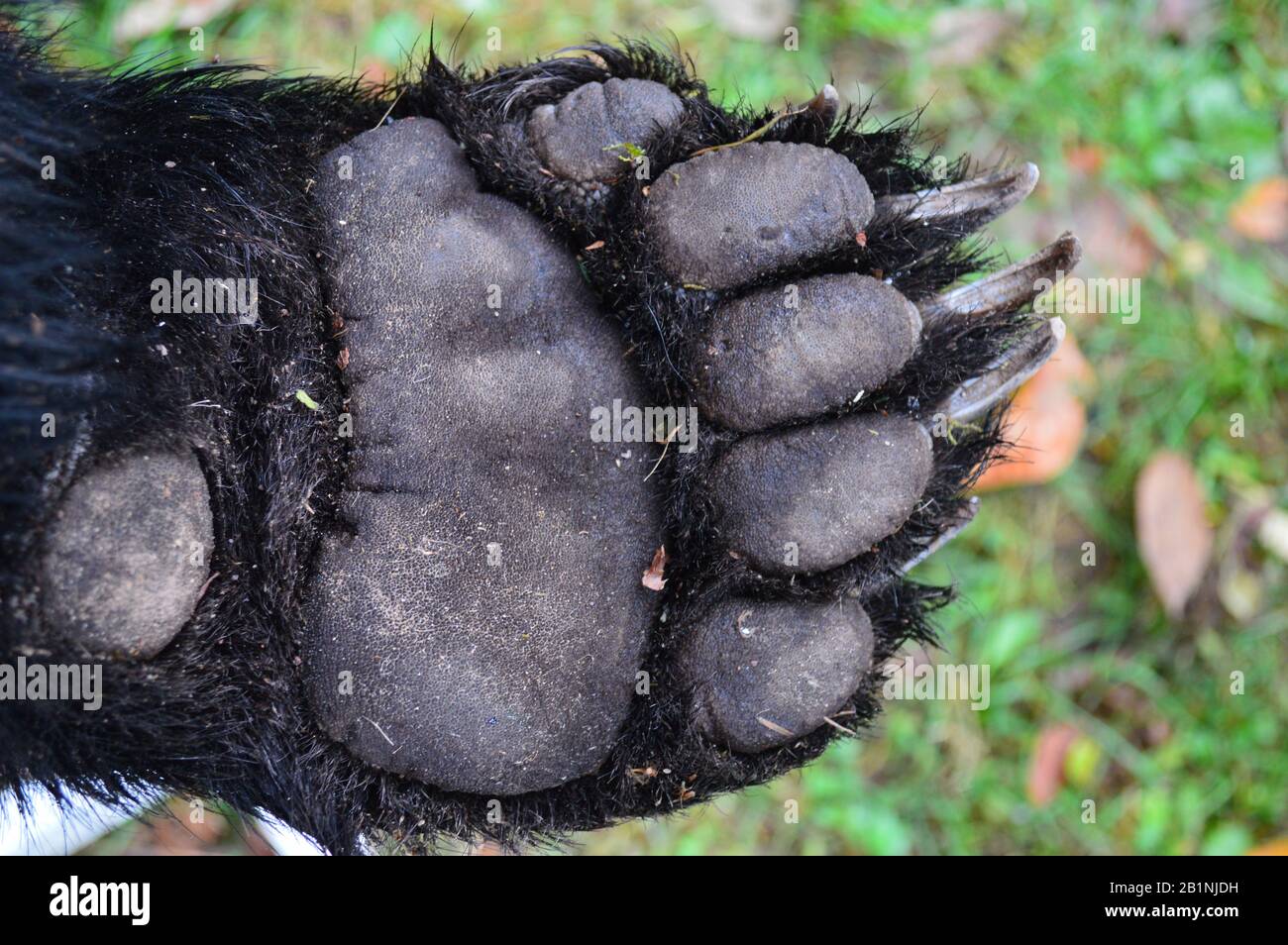 Giant Bear Paw