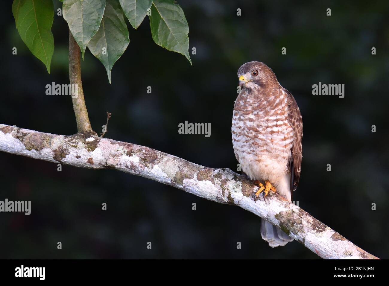 Broad-winged Hawk in Costa Rican rainforest Stock Photo