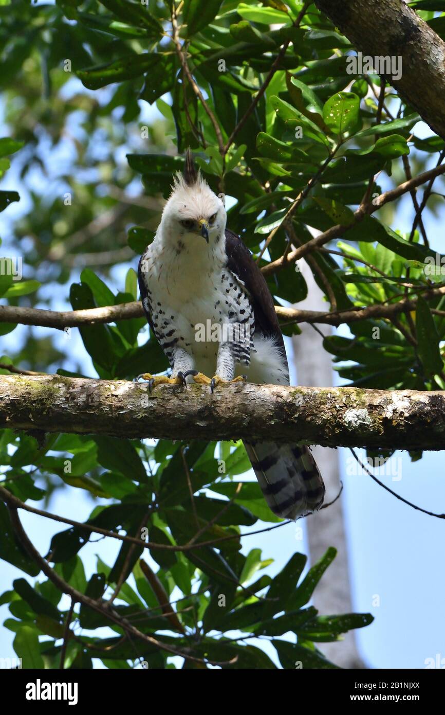 A rare Ornate Hawk-Eagle in Costa Rica rainforest Stock Photo