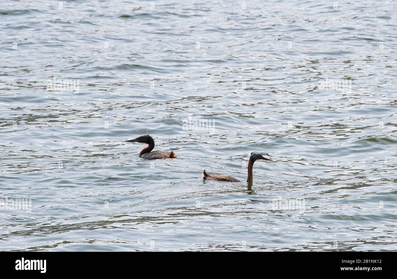 A pair of Great Grebes, Podiceps major on a lake in Torres del Paine, Patagonia, Chile. Stock Photo
