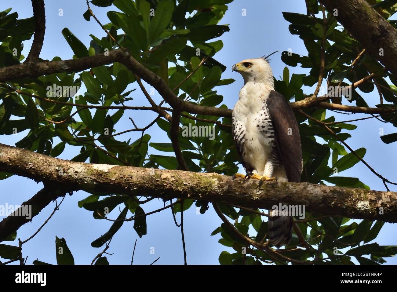 A rare Ornate HawkEagle in Costa Rica rainforest Stock Photo Alamy