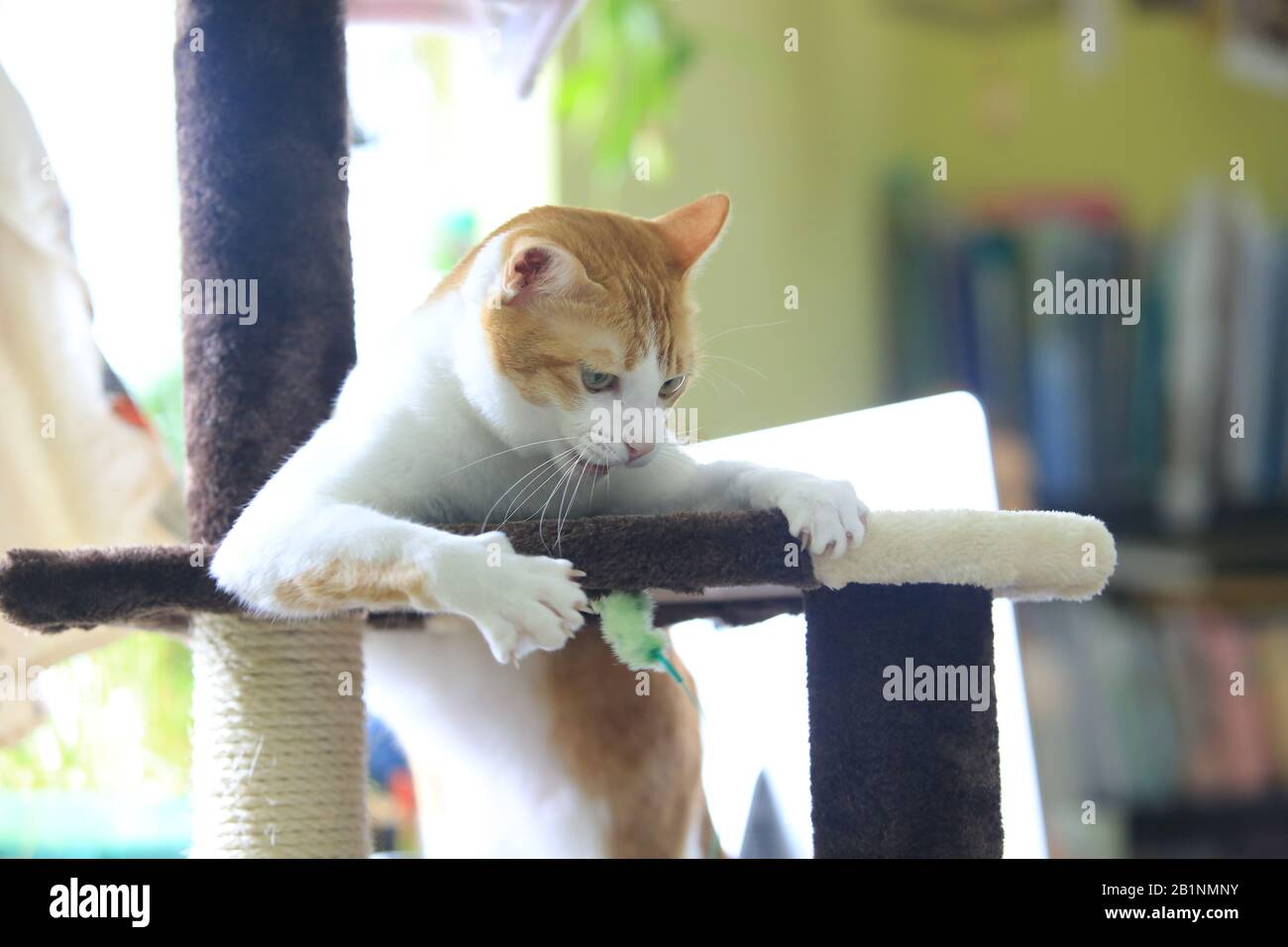 Angry cat attack hi-res stock photography and images - Alamy