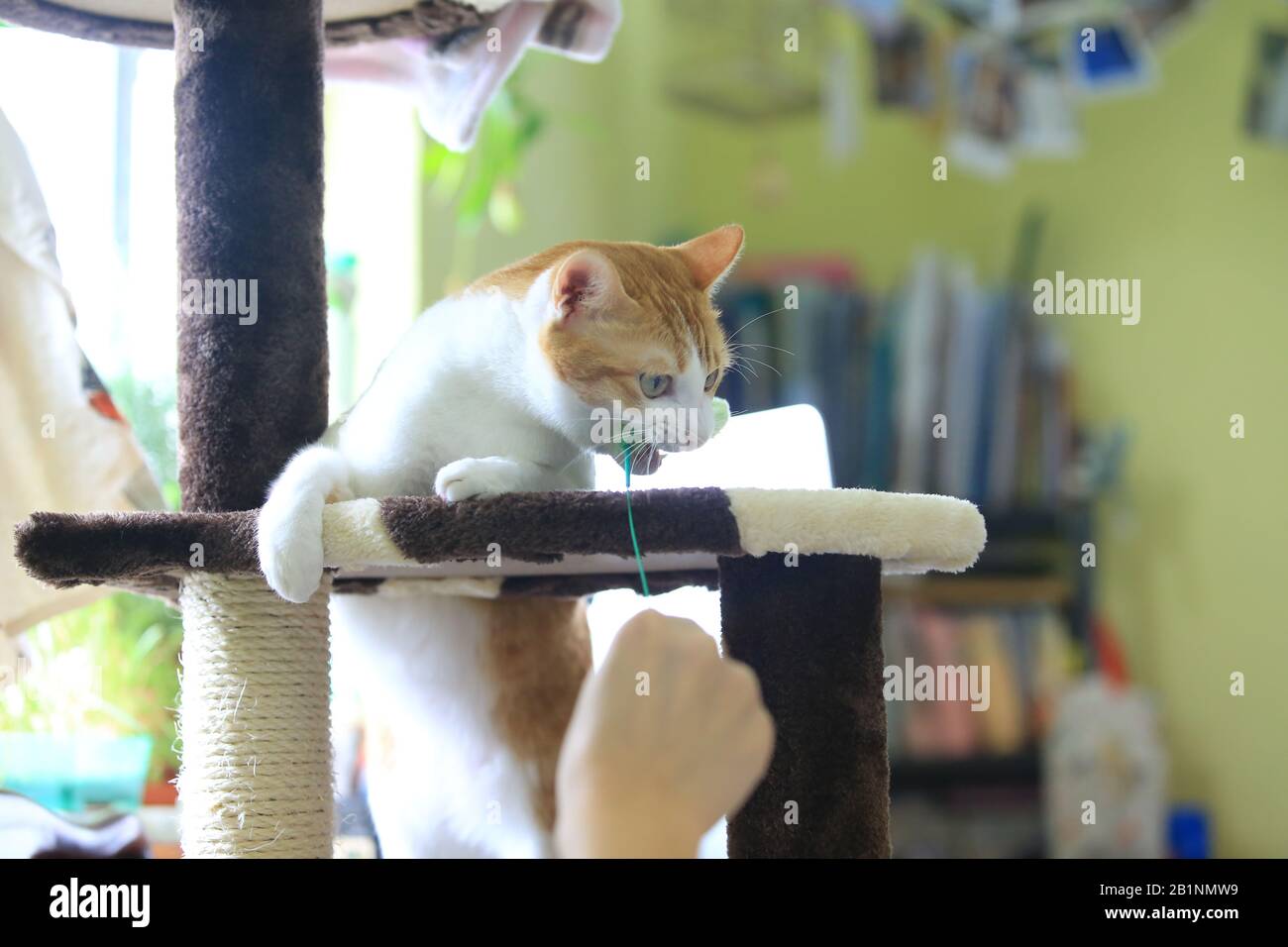 Angry cat hi-res stock photography and images - Alamy