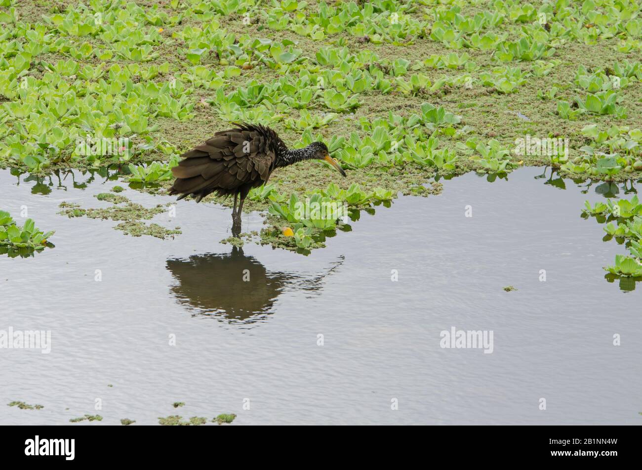 Limpkin, aramus guarauna, also known as carrao, courlan or crying bird; in a lagoon with abundant aquatic plants. Costanera Sur Ecological Reserve, Bu Stock Photo