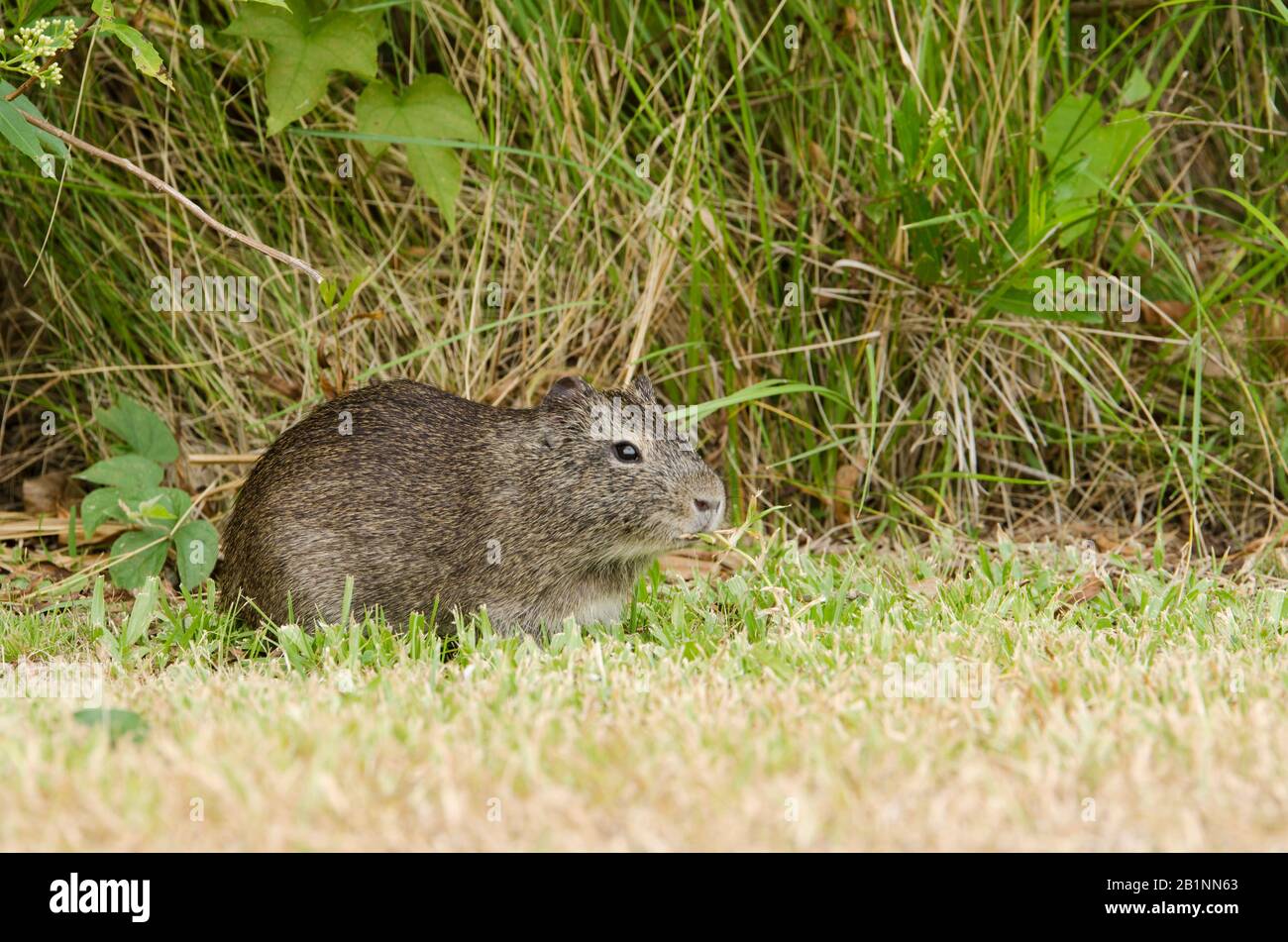 Brazilian guinea pig (Cavia aperea) eating grass in the Costanera Sur ecological reserve, in Buenos Aires, Argentina Stock Photo
