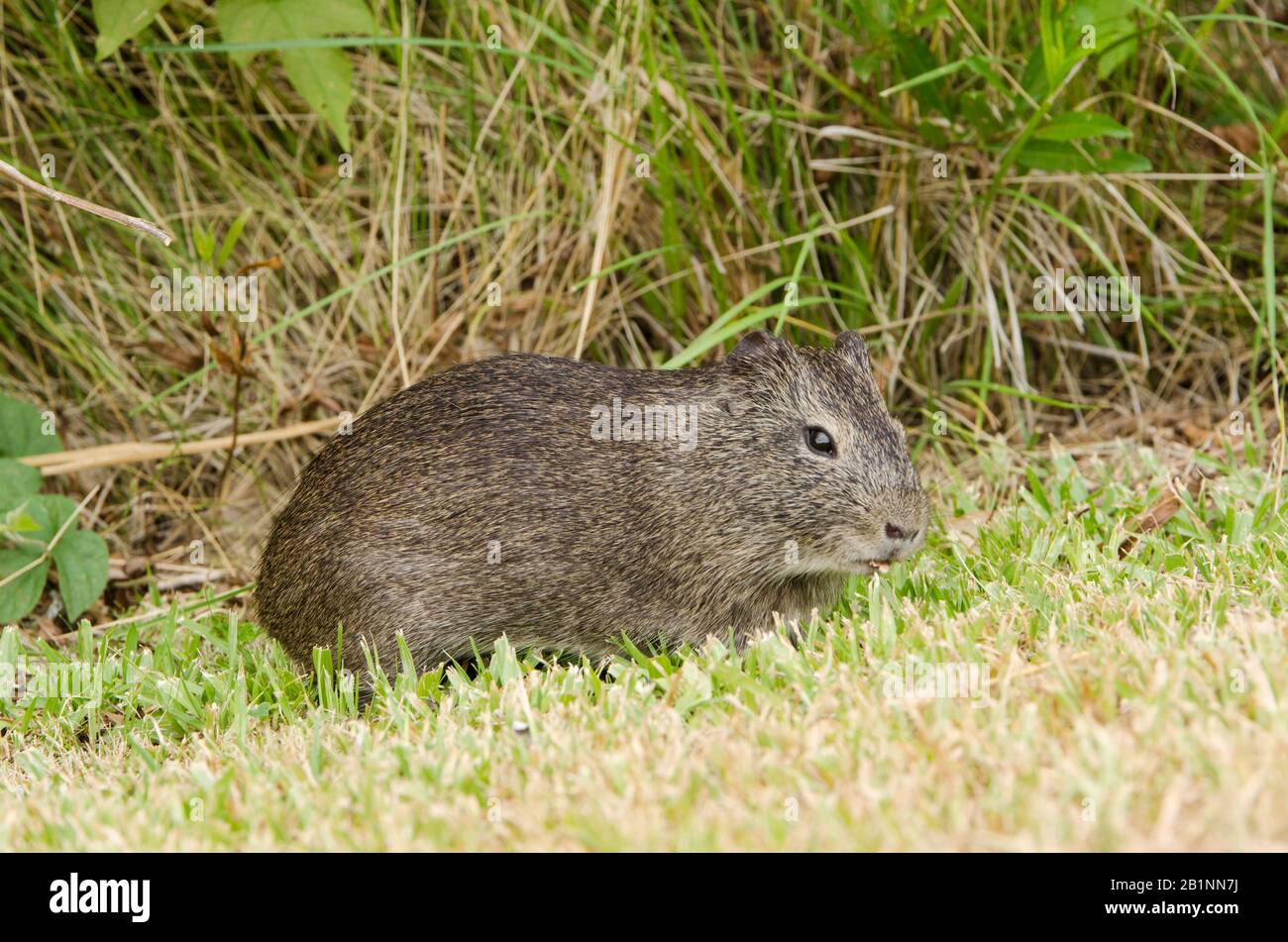 Brazilian guinea pig (Cavia aperea) eating grass in the Costanera Sur ecological reserve, in Buenos Aires, Argentina Stock Photo