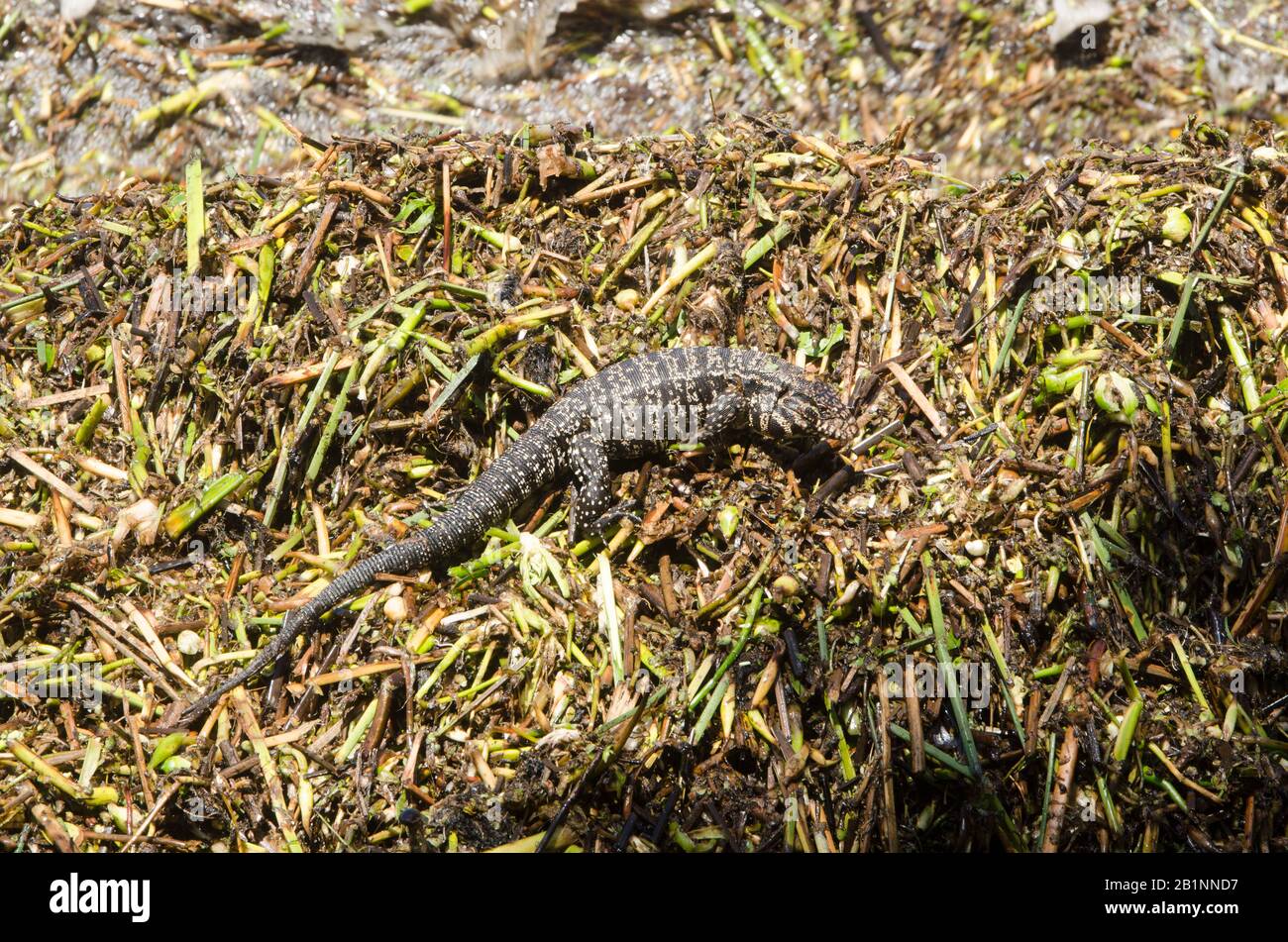 Argentine black and white tegu, Salvatore merianae, the largest of thr