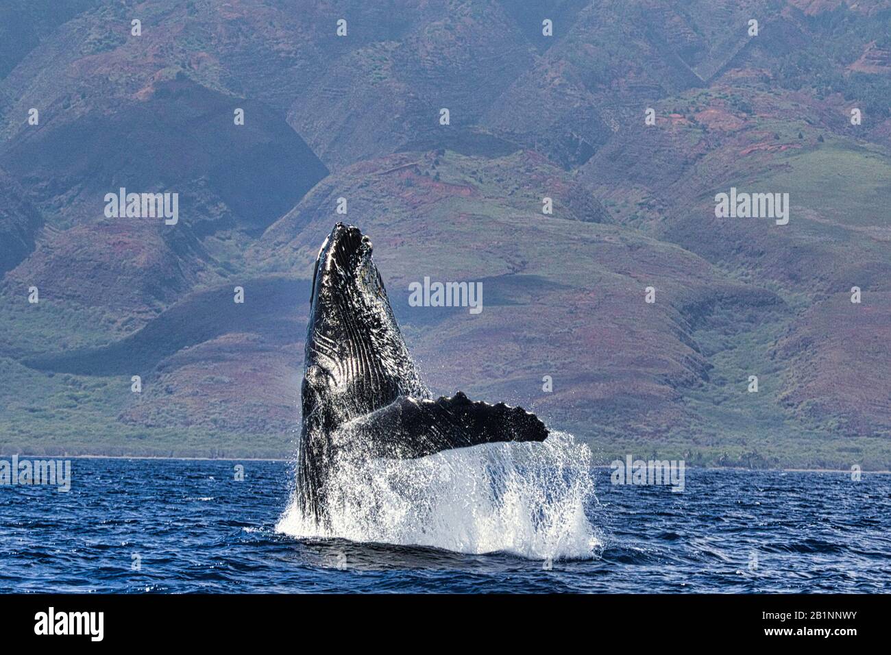 Large powerful humpback whale breaching exhuberantly in the ocean on Maui. Stock Photo