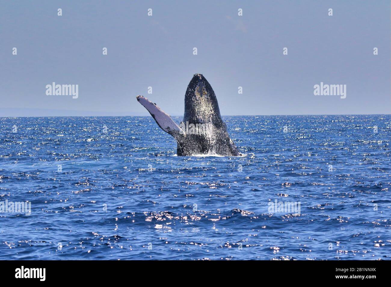 Large powerful humpback whale breaching exuberantly during a whale watch on Maui. Stock Photo